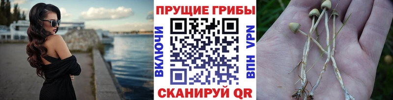 купить наркотики цена  Закаменск  Псилоцибиновые грибы Psilocybe 